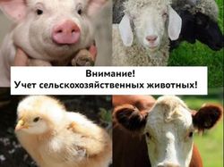 Информация об учете домашней птицы